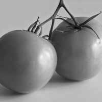 2nd Monochrome – RipeTomatoes by Jim Harrison