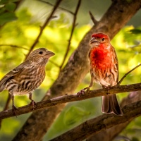 HM Color - Lovely House Finch Couple by Pai Boon