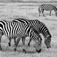 1st Mono Zebras by Vincent Huynh