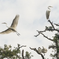 HM Color - Great Egrets at Rookery by Don Stephens