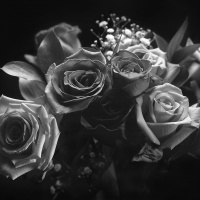 Mono 3rd – Roses by Brandon Ward