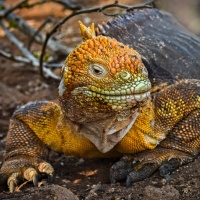 Digital HM – Galapagos Iguana by Steve Director