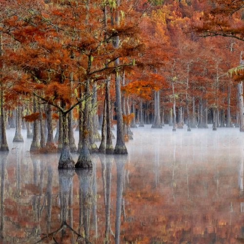 Fall in the Coniferous Swamp by Vivian Lynch