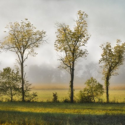 Clearing Mist - Cades Cove by Stan Greenberg