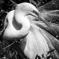 HM Dig – Egret in Profile by Janerio Morgan