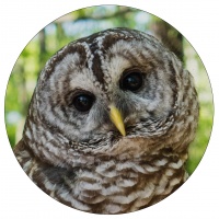 Digital 3rd – Viv_s Owl by V. Stephens