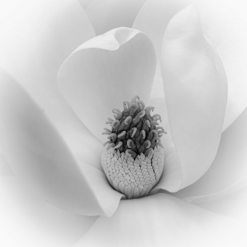Magnolia in Bloom by Janerio Morgan