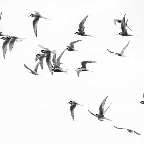 1st Place Mono - Arctic Tern Ascent by Darryl Neill
