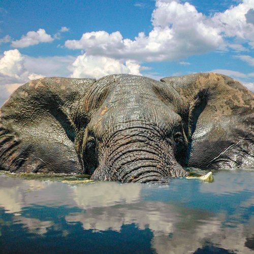 Elephant Heaven by Mike Shaefer