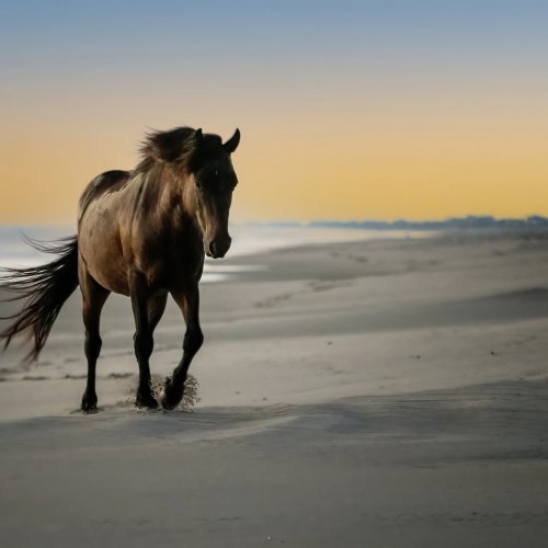 Wild Pony at Sunrise by Michael Amos