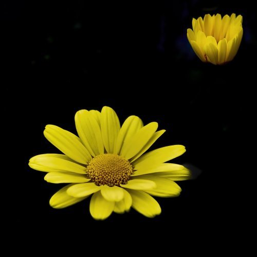 Simply Yellow by Michael Amos