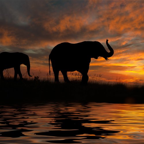 Digital 1st - Elephant Walk by Stan Greenberg