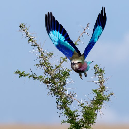 Color HM - Lilac Breasted Roller- Threading the Needles by Mike Shaefer