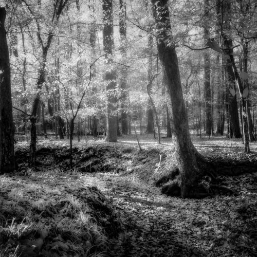 HM Mono - Enchanted Forest by Janerio Morgan