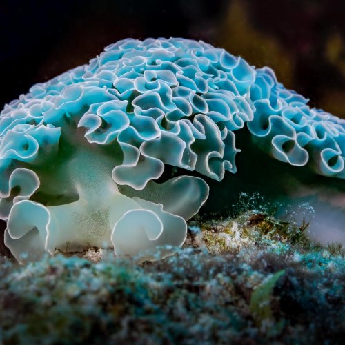 HM Color - Lettuce Leaf Sea Slug by Janerio Morgan