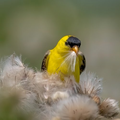 Color-2nd-American Goldfinch with Thistle by Steve Director