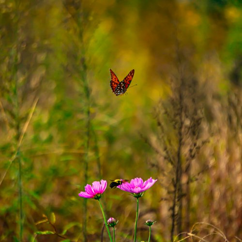 Color-HM-Monarch In Field Of Wild Flower by Stephen Mathera