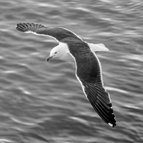 Mono-1st-Black-Backed Gull by Darryl Neill
