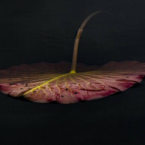 Color 1st  Floating on Black Water by Janerio Morgan