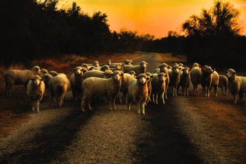 Member's Choice - Color - On a country road in Texas by Jenn Cardinell