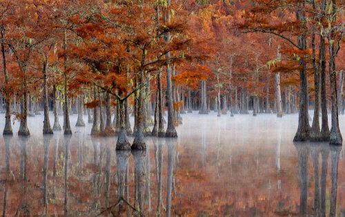Color 1st-Members Choice-Fall, in the Coniferous Swamp by Vivian Lynch