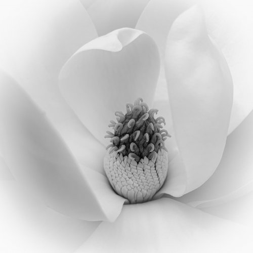 Mono HM-Magnolia in Bloom by Janerio Morgan