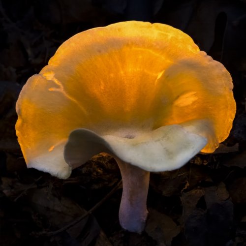 Color 2nd Forest Lamp by Janerio Morgan