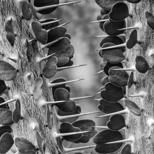 Mono 3rd Romance by Darryl Neill