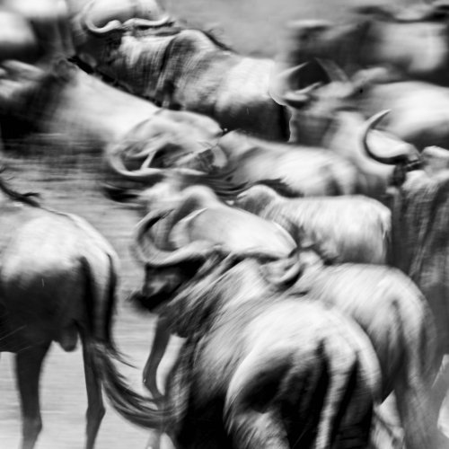 Mono HM-Members Choice-Copy of Migration by Mike Shaefer