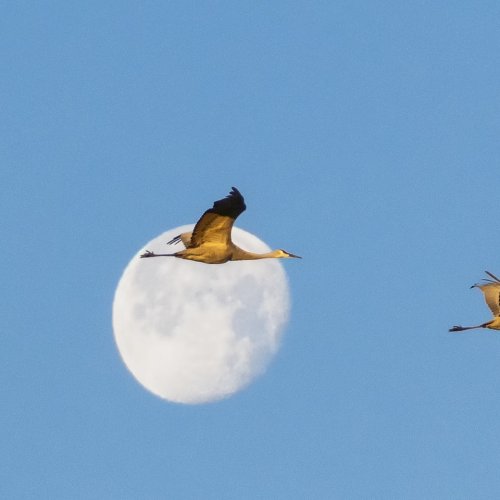 Color 3rd Three Across the Moon by Janerio Morgan