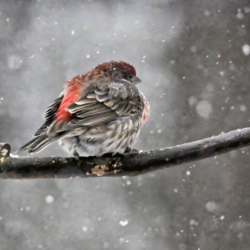 Color HM Facing the Storm by Darryl Neill