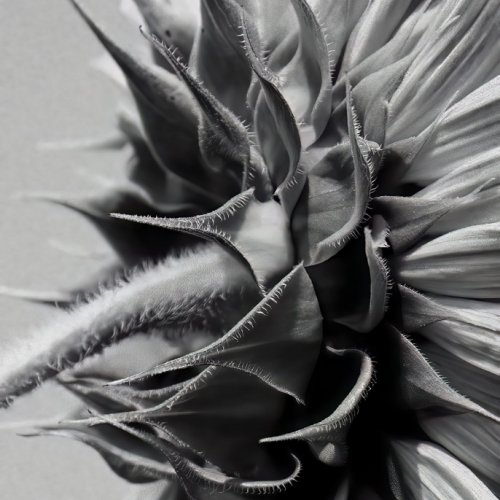 Mono HM Reaching by Darryl Neill