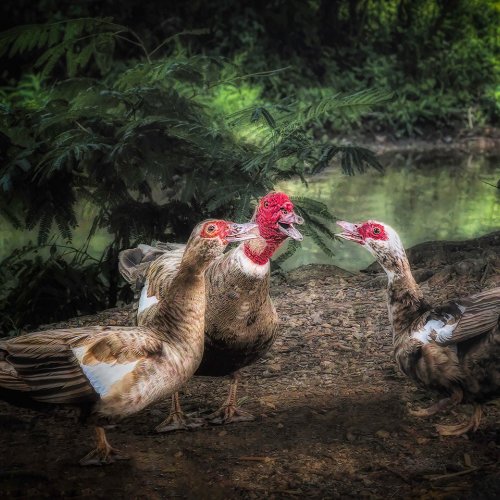 Color-3rd-Singing-Duck-Trio-by-jenn-cardinell