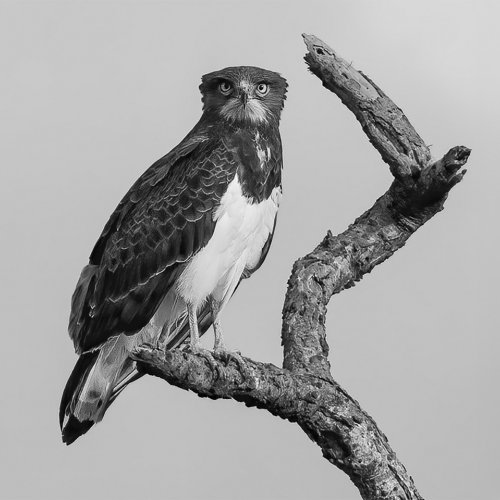 Mono 3rd Raptor Pose by Mike Shaefer