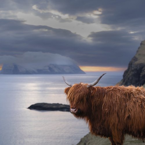 BIS The Coo by Mark Wayne