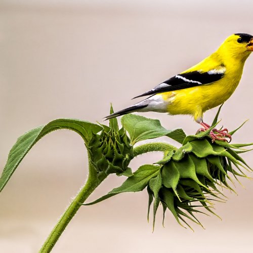 Color 1st American Goldfinch by Darryl Neill
