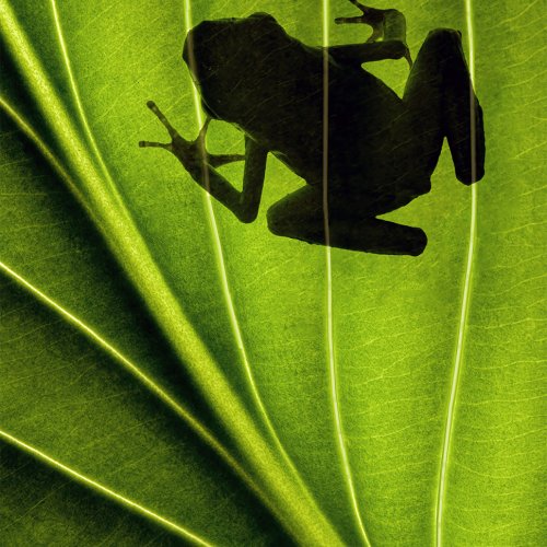 Color-1st-Frog Shadow by Mike Shaefer