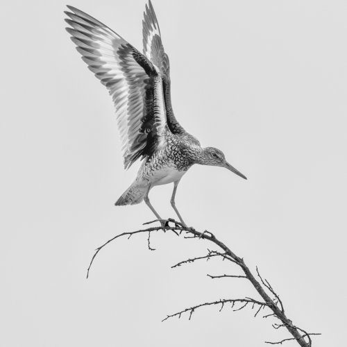 Mono-1st-Willet by Steve Director