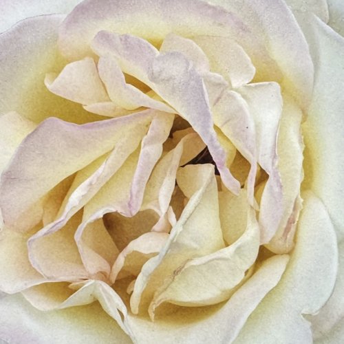 Color 1st Albuquerque Rose by Carol Abbott