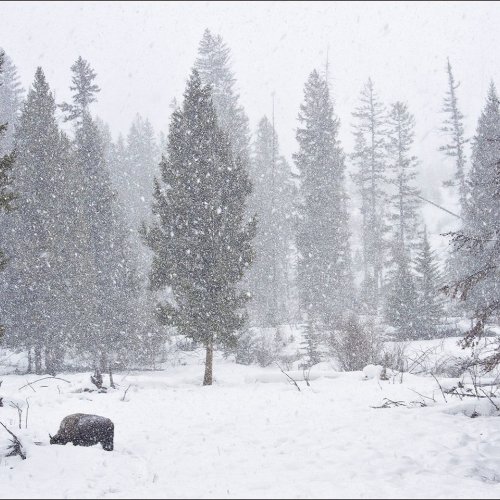 Mono HM Wintry Peace with Bison by Marc McElhaney